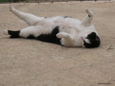 Cachou fait la bronzette